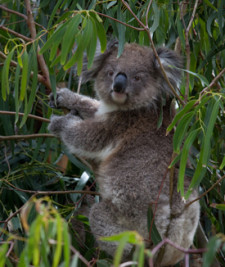 Koala Conservation Centre, Phillip Island, Victori